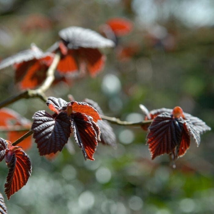 Purpurea' Filbert Tree | Purple Filbert Tree Fruit Trees