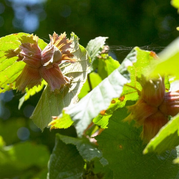 Rote Zellernuss' Filbert Tree | Red Filbert Tree Fruit Trees