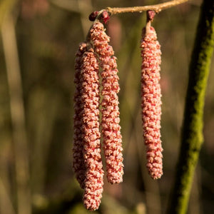 Rote Zellernuss' Filbert Tree | Red Filbert Tree Fruit Trees