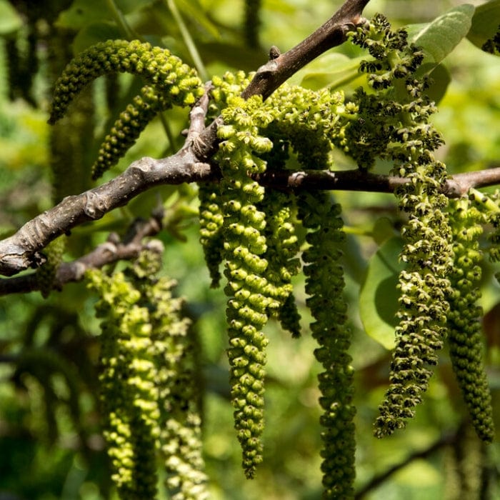 Walnut Tree | Juglans regia Fruit Trees