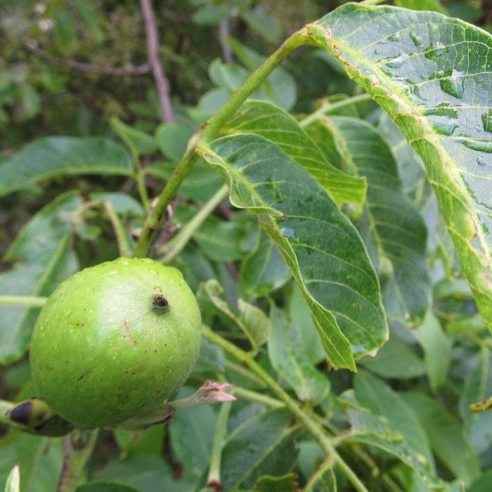 Walnut Tree | Juglans regia Fruit Trees