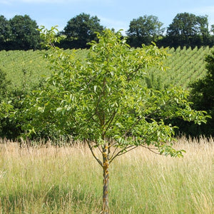 Broadview' Walnut Tree Fruit Trees