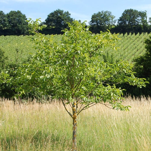 Broadview' Walnut Tree Fruit Trees