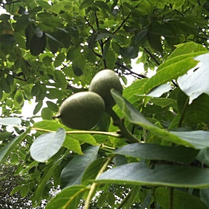 Broadview' Walnut Tree Fruit Trees