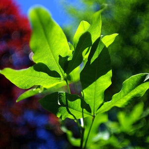 Broadview' Walnut Tree Fruit Trees