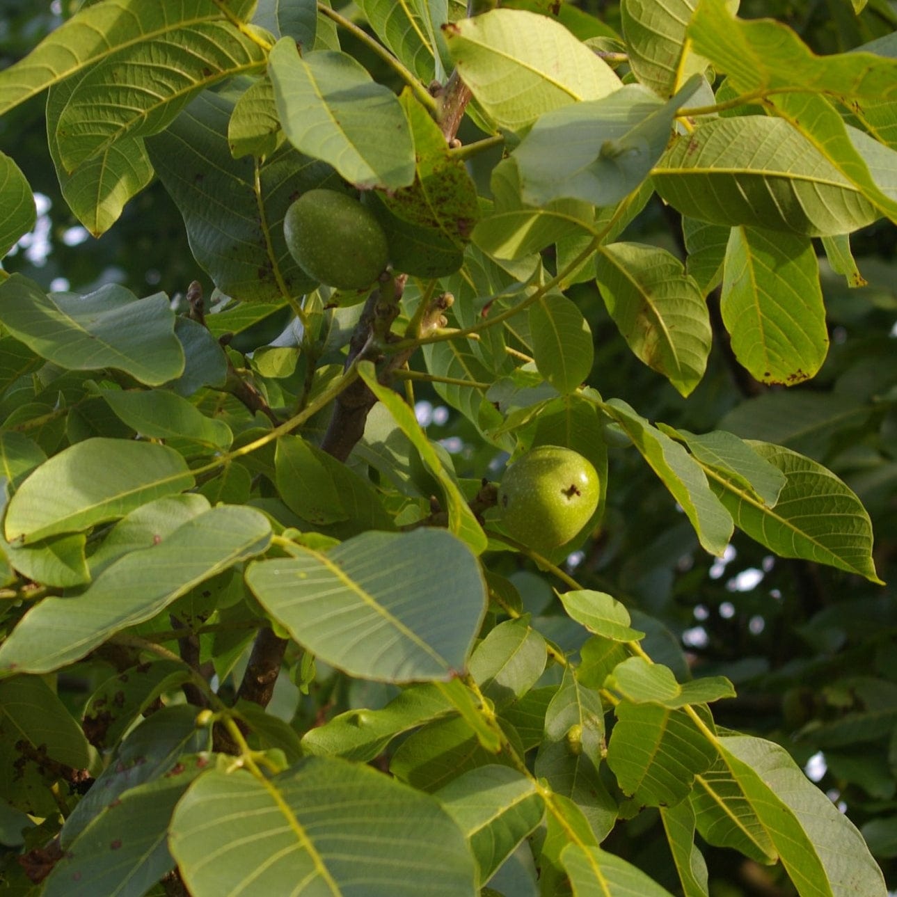 'Buccaneer' Walnut Tree - Roots Plants