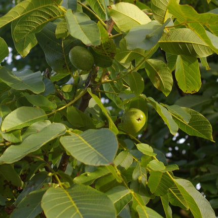 Buccaneer' Walnut Tree Fruit Trees