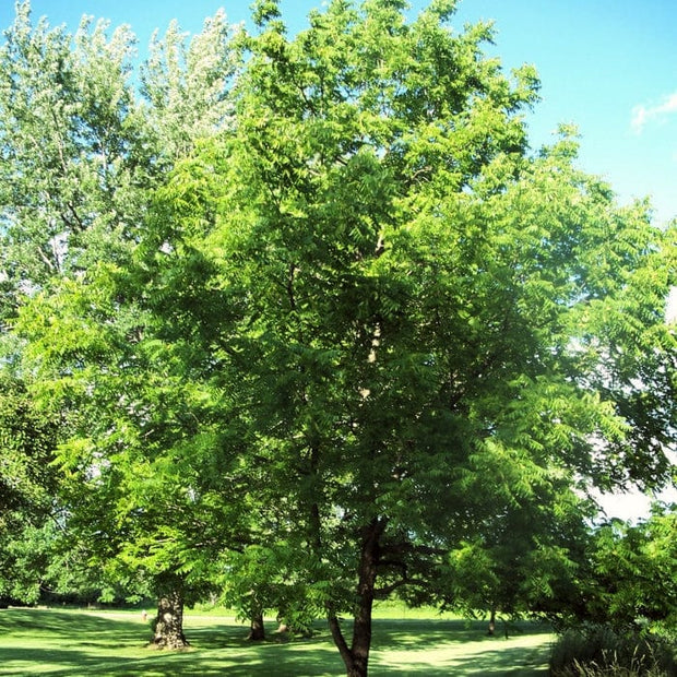 Lara' Walnut Tree Fruit Trees