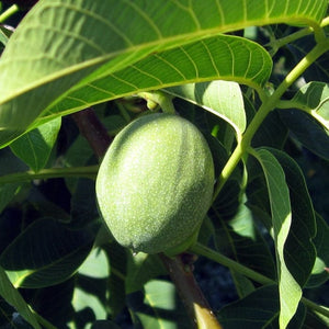 Lara' Walnut Tree Fruit Trees