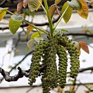 Lara' Walnut Tree Fruit Trees