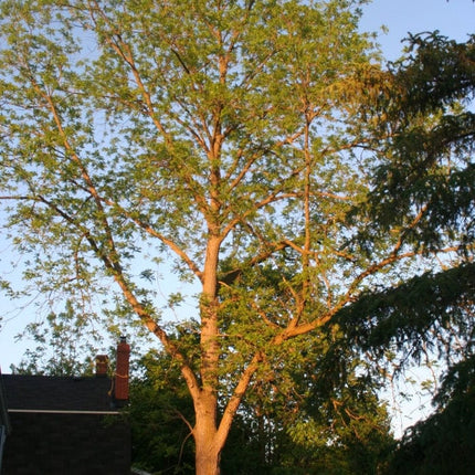 Lara' Walnut Tree Fruit Trees