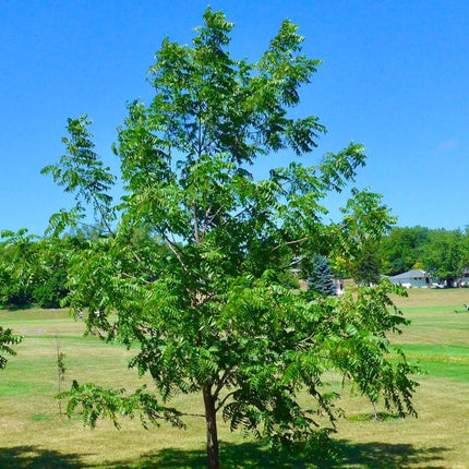 Europa' Walnut Tree Fruit Trees