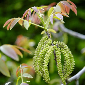 Europa' Walnut Tree Fruit Trees