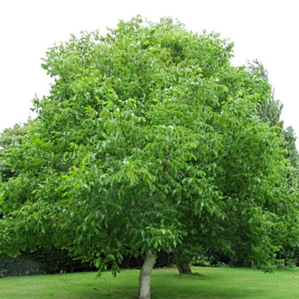 Europa' Walnut Tree Fruit Trees