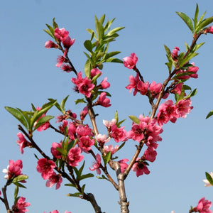 Rochester' Peach Tree Fruit Trees