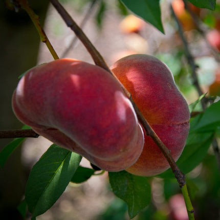 Saturne' Peach Tree Fruit Trees