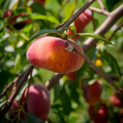 Saturne' Peach Tree Fruit Trees