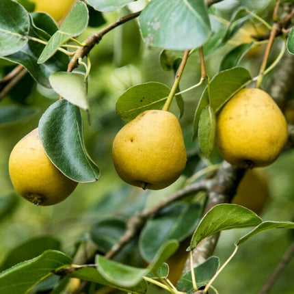 Petite Poire' Pear Tree Fruit Trees