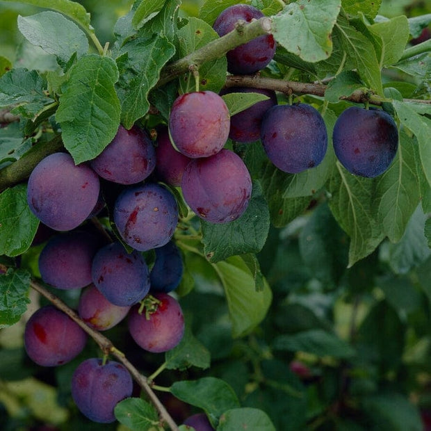 'Guinevere' Plum Tree Fruit Trees