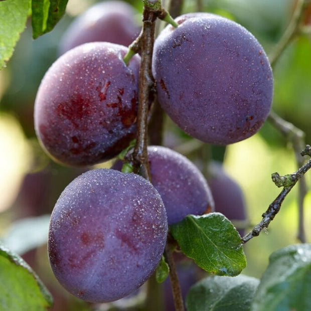 'Rivers Early Prolific' Plum Tree Fruit Trees