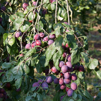 'Rivers Early Prolific' Plum Tree Fruit Trees