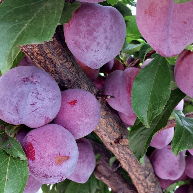 'Lizzie' Plum Tree Fruit Trees