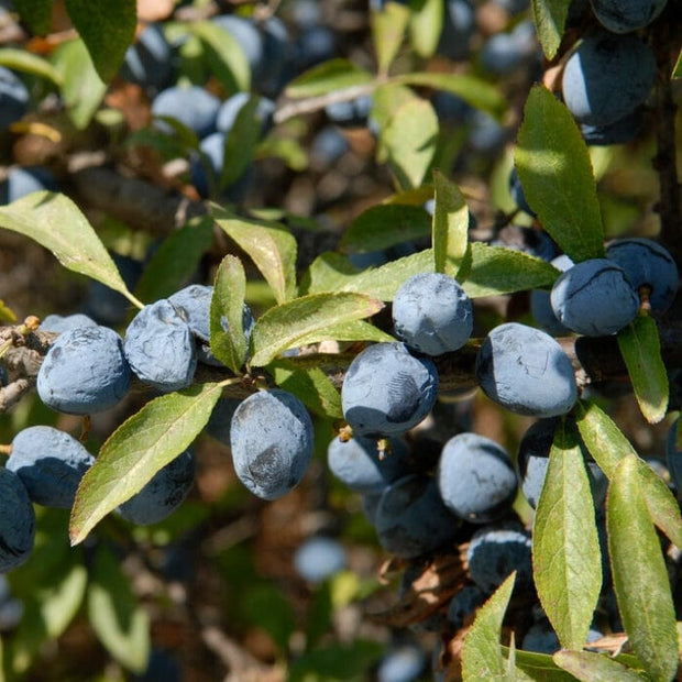 'Southampton Selection' Sloe Tree Fruit Trees