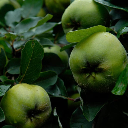 'Serbian Gold' Quince Tree Fruit Trees