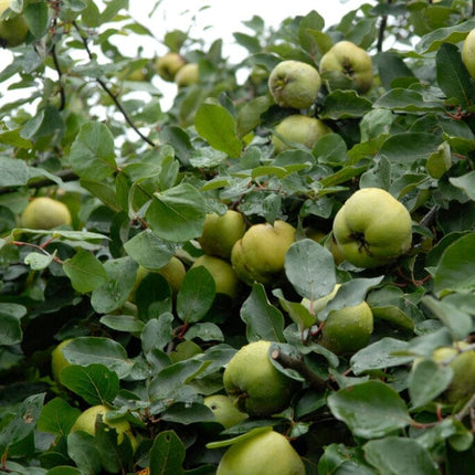 'Serbian Gold' Quince Tree Fruit Trees