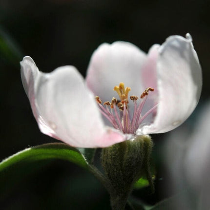 'Serbian Gold' Quince Tree Fruit Trees