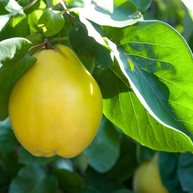 Geant du Portugal' Quince Tree Fruit Trees