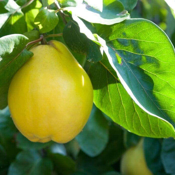 Quince Tree Roots 'Portugal' Quince Tree – Roots Plants