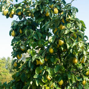 Geant du Portugal' Quince Tree Fruit Trees