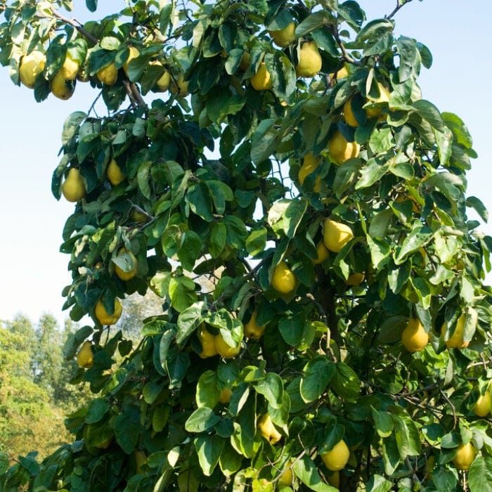 Quince Tree Roots 'Portugal' Quince Tree – Roots Plants