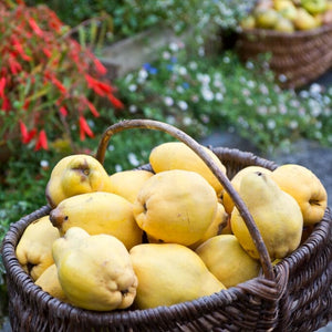 Geant du Portugal' Quince Tree Fruit Trees