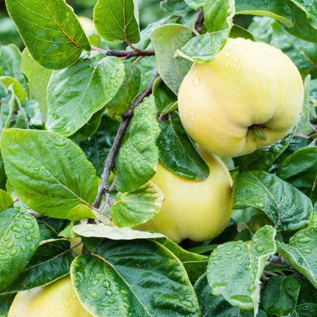 Meech's Prolific' Quince Tree Fruit Trees