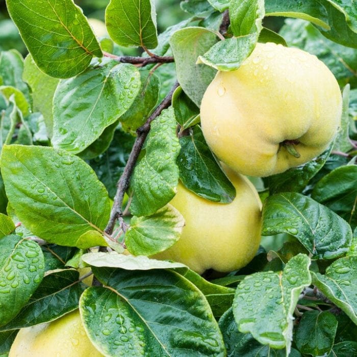 Quince Tree Roots 'Meech's Prolific' Quince Tree – Roots Plants