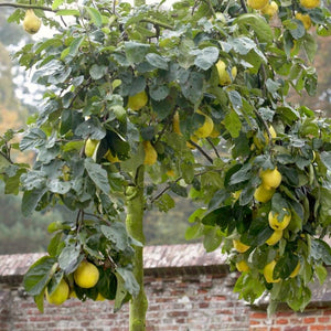 Meech's Prolific' Quince Tree Fruit Trees