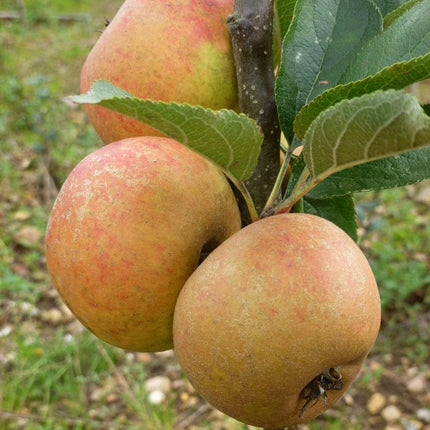 'Ashmeads Kernel' Apple Tree Fruit Trees