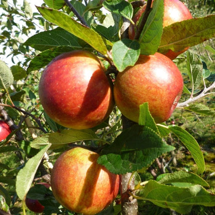 'Ellisons Orange' Apple Tree Fruit Trees