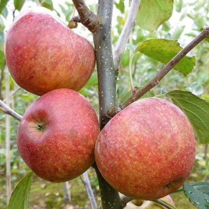 Kidd's Orange Pippin' Apple Tree Fruit Trees