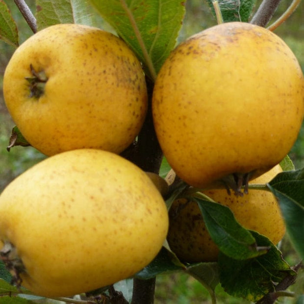 Pitmaston Pineapple' Apple Tree Fruit Trees