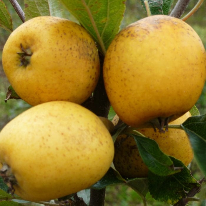 Rare Color Appels Rare Apple Varieties: UK’s Best Heritage Apples – Roots Plants
