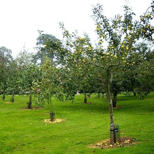 Pitmaston Pineapple' Apple Tree Fruit Trees