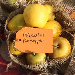 Pitmaston Pineapple' Apple Tree Fruit Trees