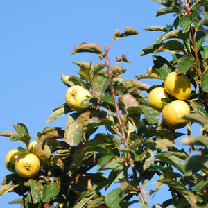 Pitmaston Pineapple' Apple Tree Fruit Trees