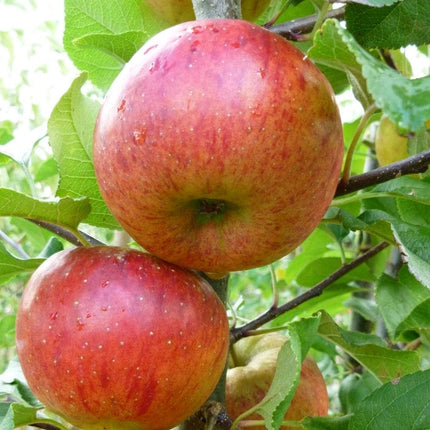 'Pixie' Apple Tree Fruit Trees