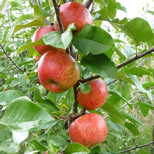 'Pixie' Apple Tree Fruit Trees