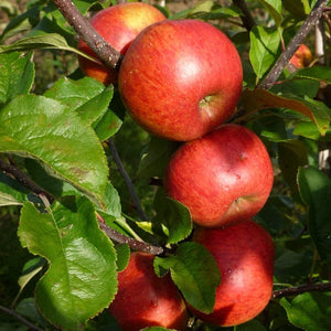 'Pixie' Apple Tree Fruit Trees