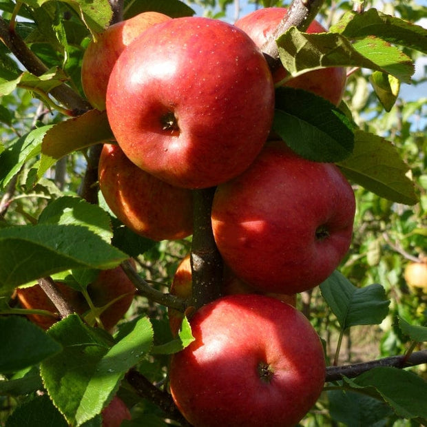 'Pixie' Apple Tree Fruit Trees